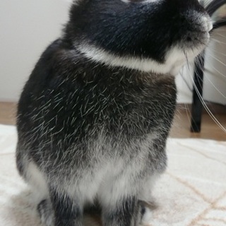 ハンサムボーイです。