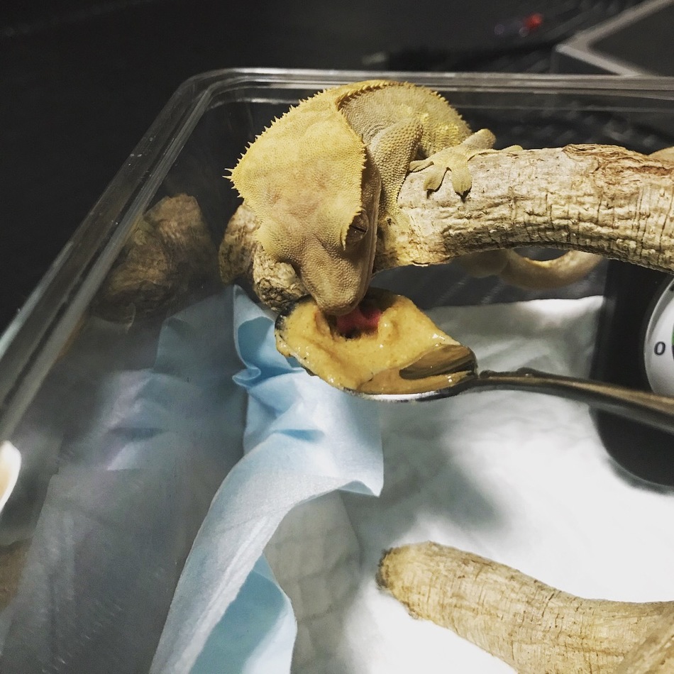 Kingのカバー写真