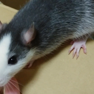 ファンシーラット　ブラックハスキー4/14生