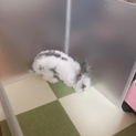 【お問い合わせ多数の為一時停止中】ライオンラビット
