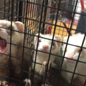 3匹の里親募集します。