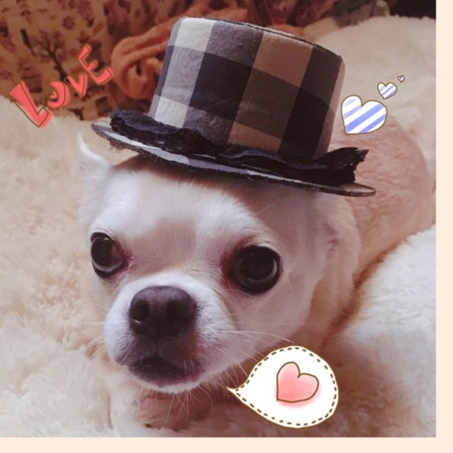 チビ桜66のカバー写真