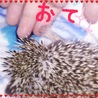 FEBたん