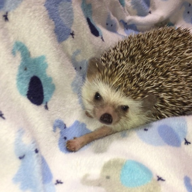 FEBたんのカバー写真