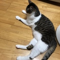 【急募】野良猫ちゃんです。