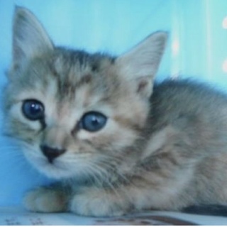 動物愛護団体様が引き出して下さいました。