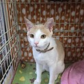 人馴れバツグン！綺麗な茶白オス