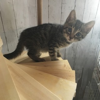 おっとり男子キジトラかに玉！犬OK