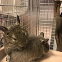 デグー(ノーマル、ブルー)