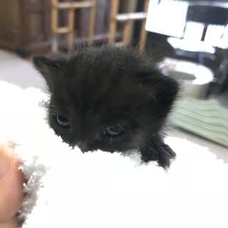 5月1日に生まれた子猫ちゃん