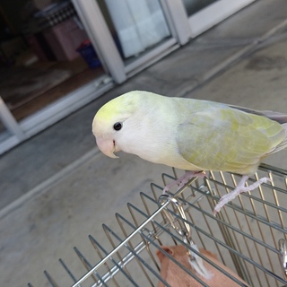 新しい家族が決まりました。