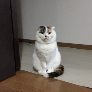 スコティッシュフォールド  メス