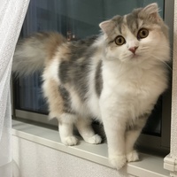 ココ