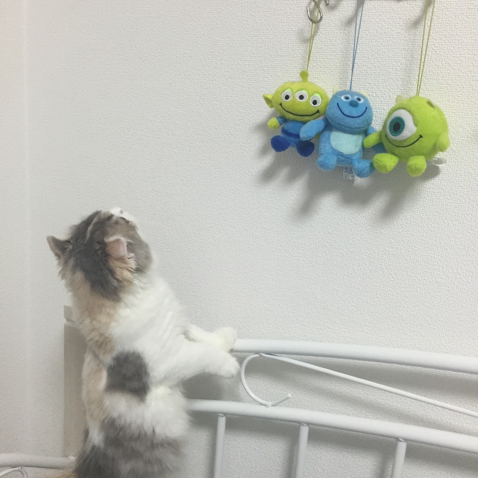 ココのカバー写真