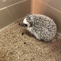 ハリネズミの里親募集中 201702月産まれのオス