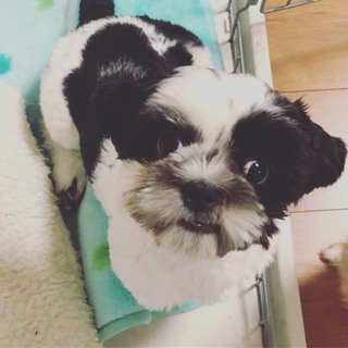 シーズーの仔犬　7か月の男の子