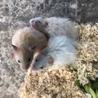 シリアンハムスター、デグーの里親募集します