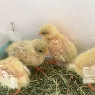 里親決まりました。ありがとうございました。