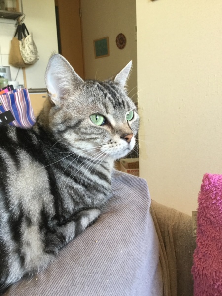 新橋（しんばし）