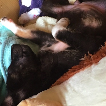 Luna is comfortable in her bed now! 