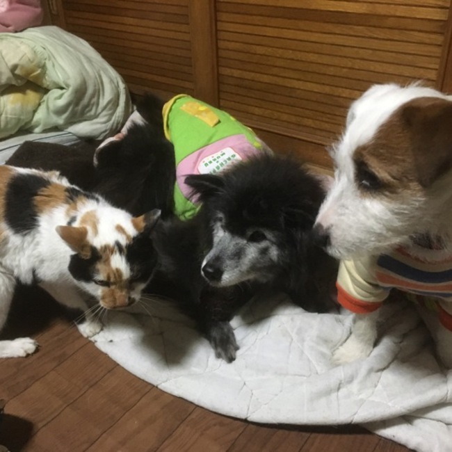 gckのカバー写真