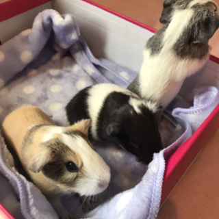 [商談中]モルモットの赤ちゃん