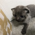 生後2週間ほど子猫を保護しています！