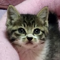 人が恋しい甘えん坊のサバシロ「蒼汰くん」