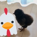 里親決定いたしました。ありがとうございました。