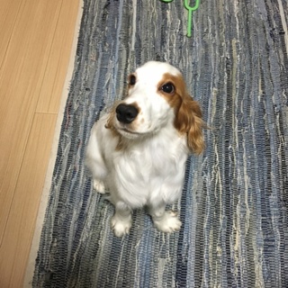 コッカーちゃん 7ヶ月の男の子です