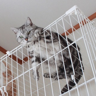 アメリカンショートヘアー 雄 9歳