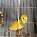 セキセイインコ ☆ オーストラリアンパイド