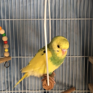 セキセイインコ ☆ オーストラリアンパイド