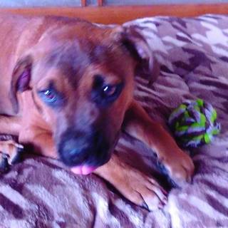 ピットブルテリア仔犬