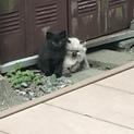 黒子猫、モフモフな子猫、1匹だけ引き渡しOKです★