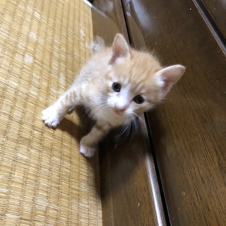 生後1ヶ月の子猫ちゃん