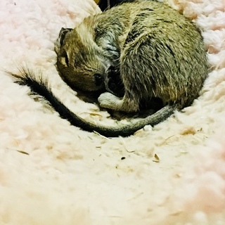 デグーの里親募集