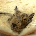 デグー里親募集中