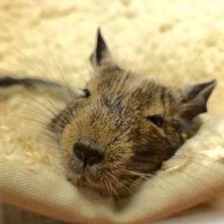 デグー里親募集中