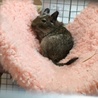 デグー里親募集中 サムネイル2