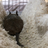 デグー里親募集中 サムネイル3