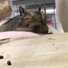 デグー里親募集中 サムネイル4