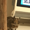 デグー里親募集中 サムネイル5