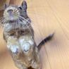 デグー里親募集中 サムネイル6