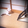 の写真