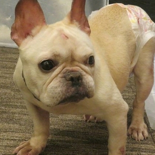 「蒼空」人が好きでとても懐っこい子