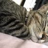 しず猫