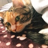もりえもん