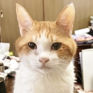 急募　飼い主さんに先立たれ独りぼっち　みーちゃん