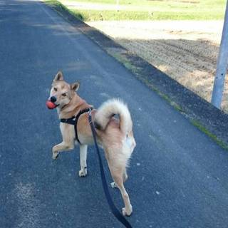 とってもかわいい、甘えん坊柴犬MIXくん！